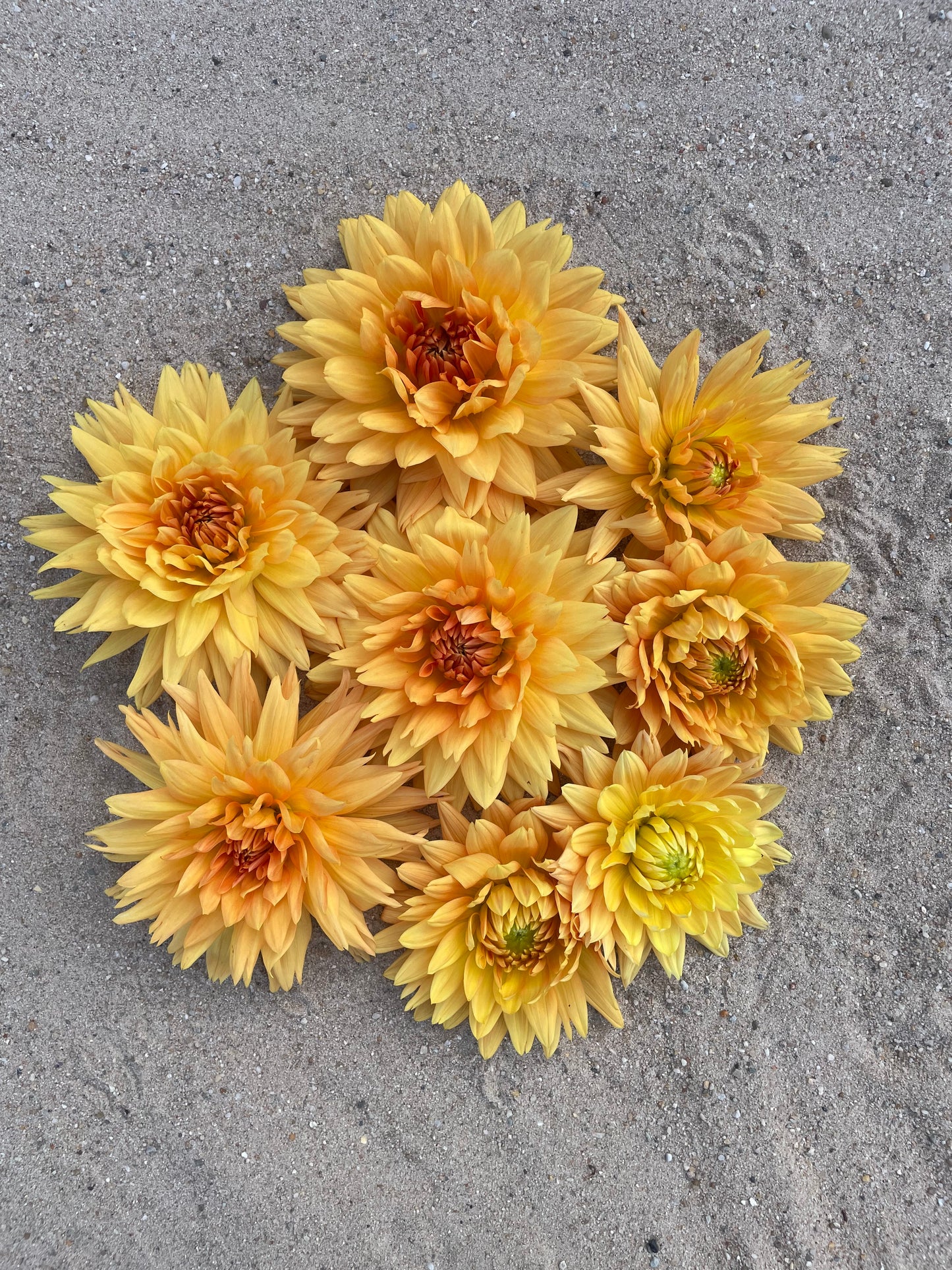 Dahlia Noordwijkse glorie