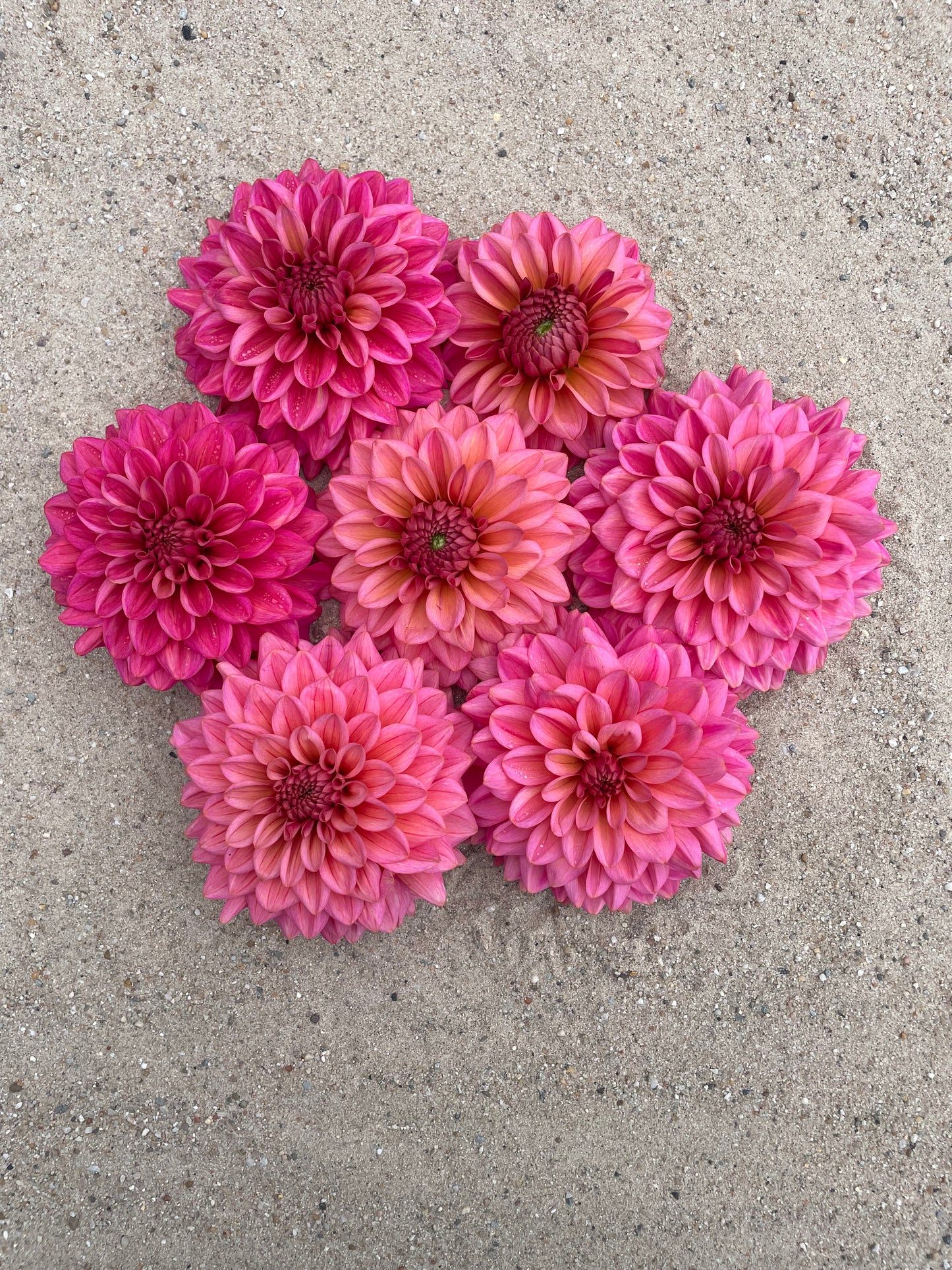 Dahlia Salmon runner