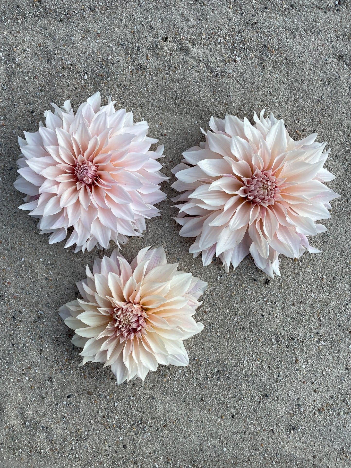 Dahlia café au lait