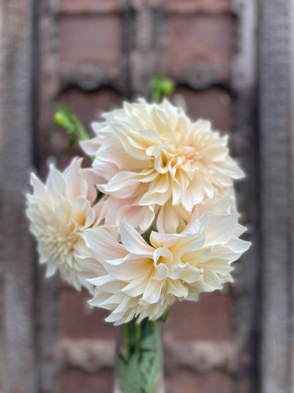 Dahlia café au lait