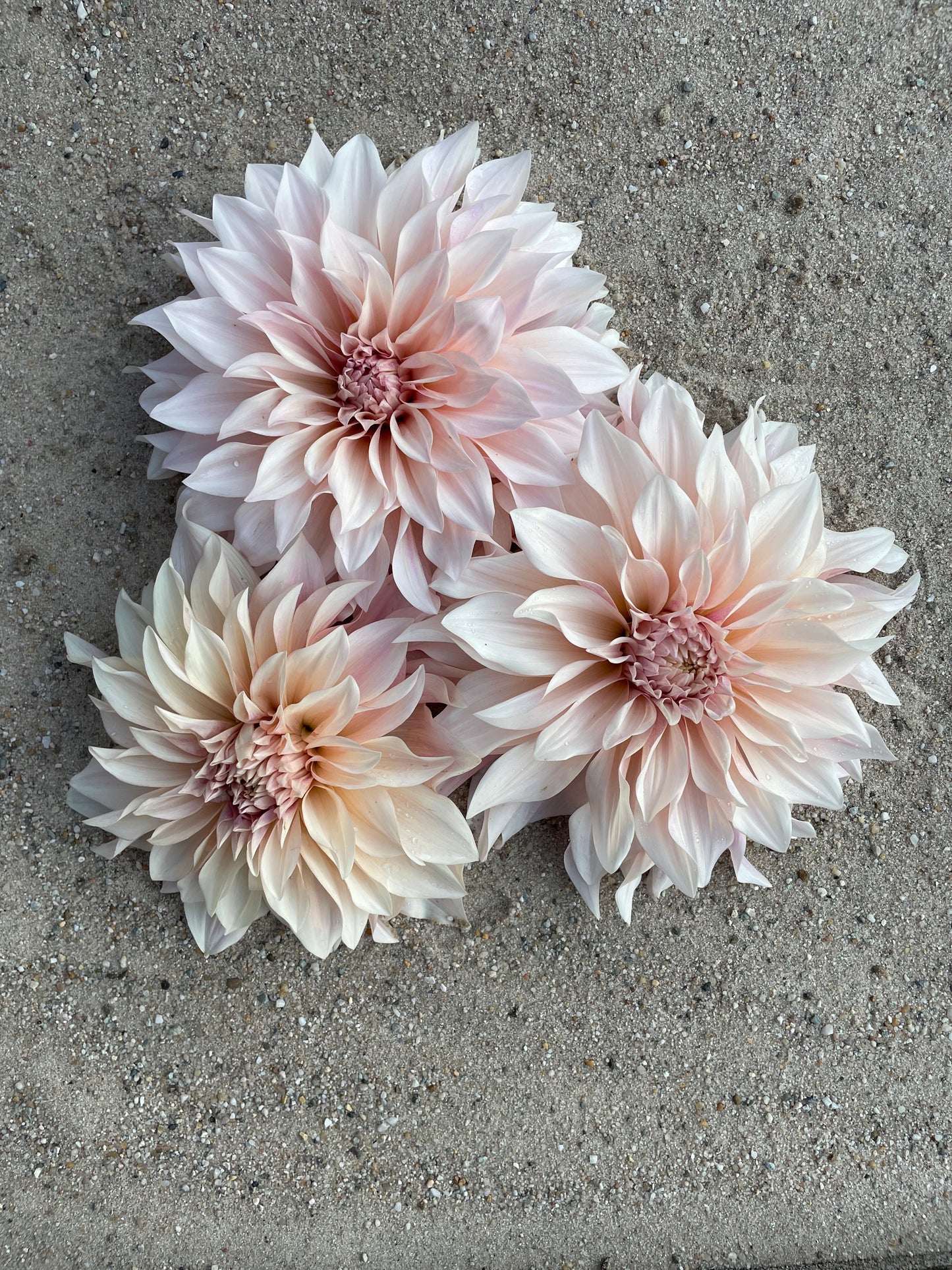 Dahlia café au lait