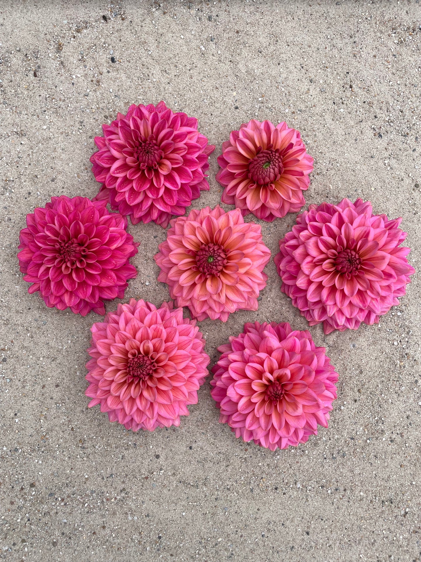 Dahlia Salmon runner
