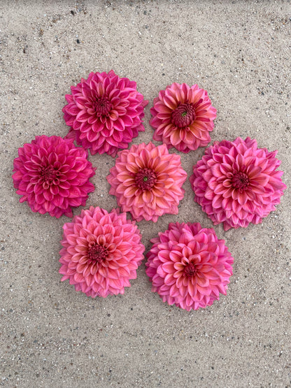 Dahlia Salmon runner
