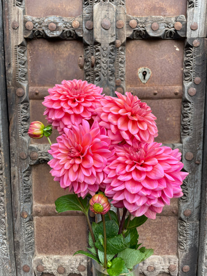 Dahlia Salmon runner