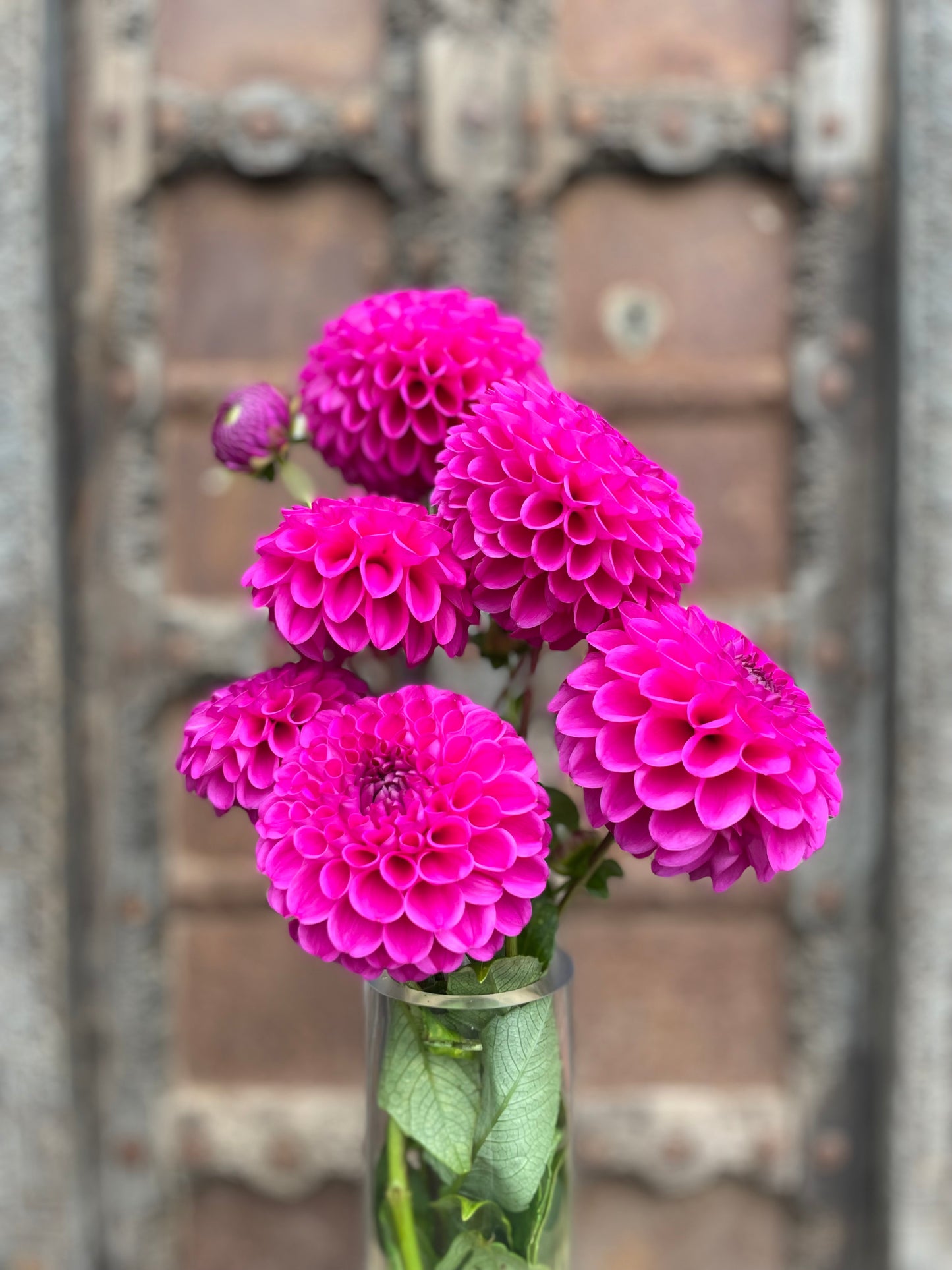 Dahlia Cryfield harmony