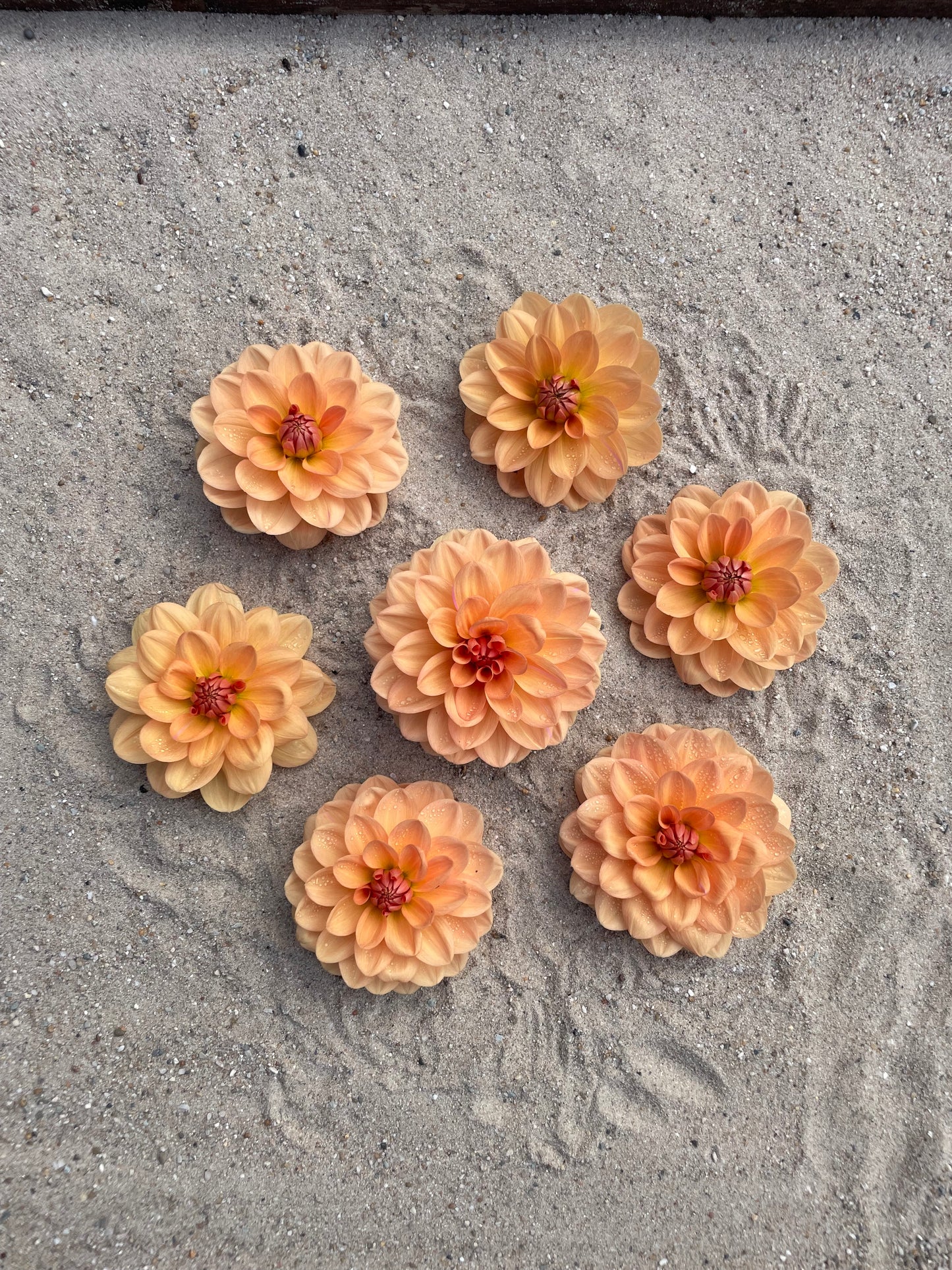 Dahlia Yelno Harmony