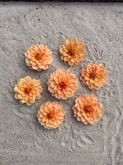 Dahlia Yelno Harmony