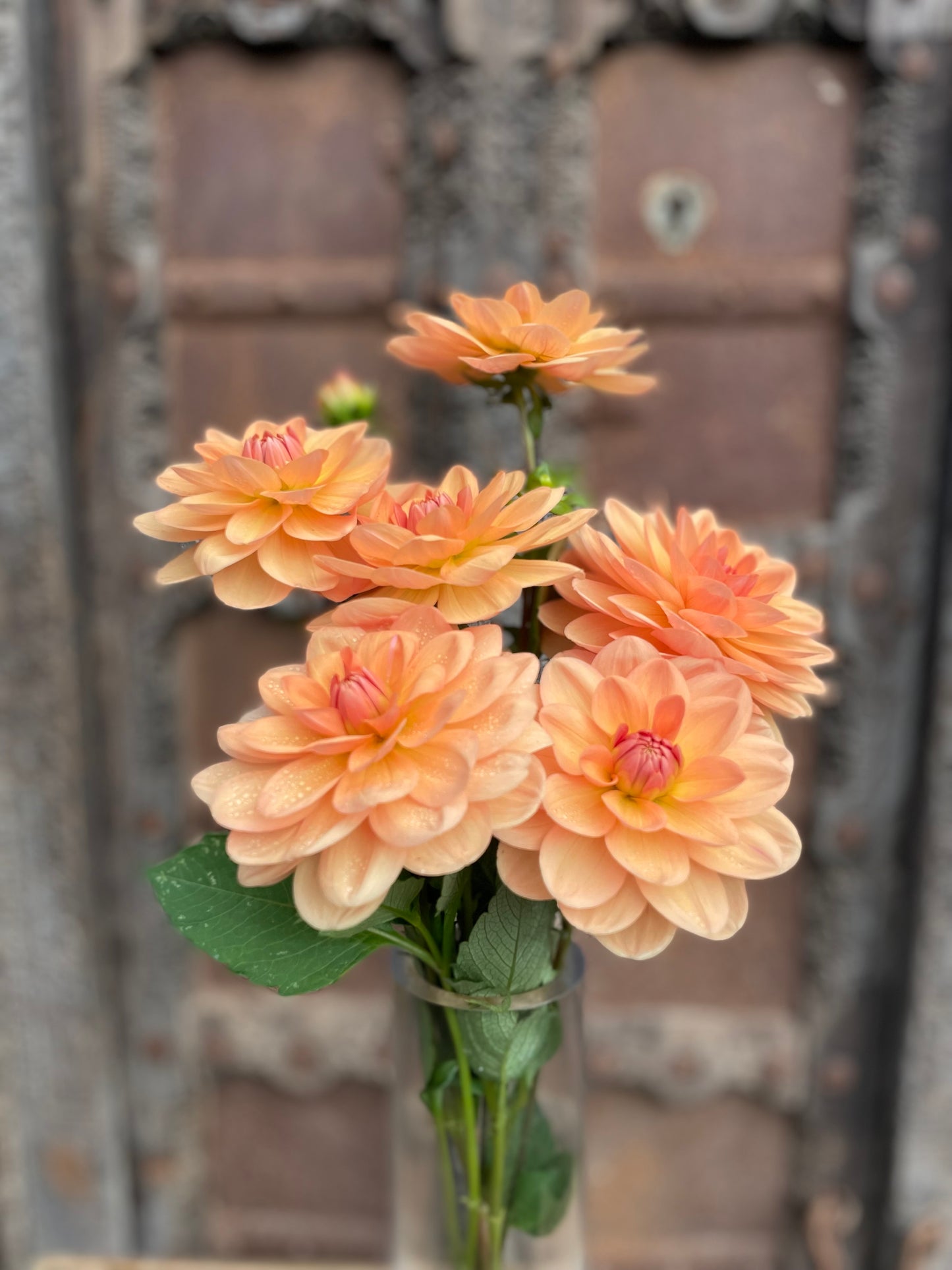 Dahlia Yelno Harmony