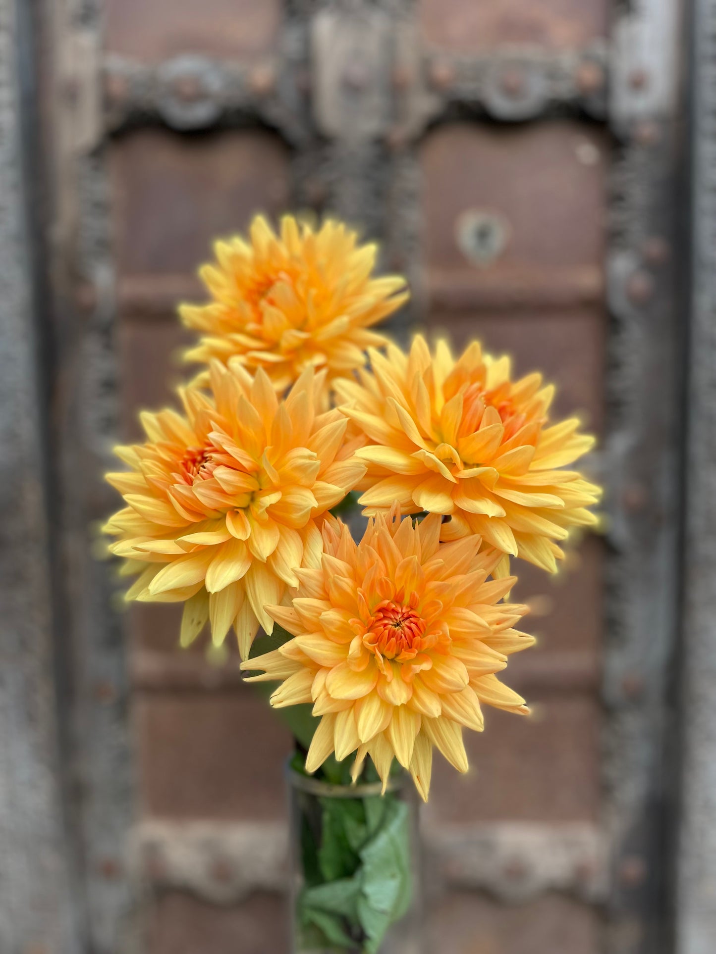 Dahlia Noordwijkse glorie