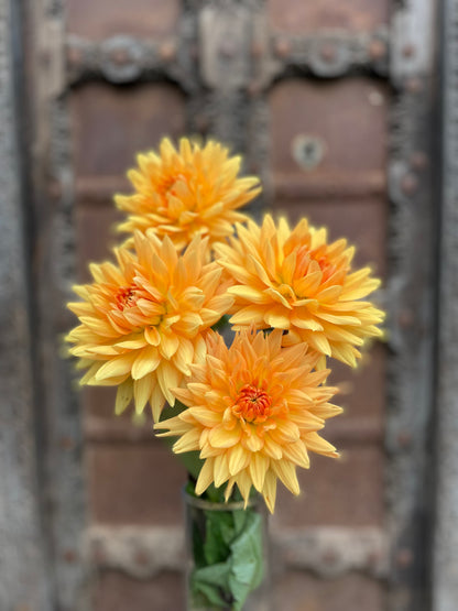 Dahlia Noordwijkse glorie