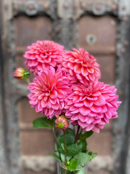 Dahlia Salmon runner