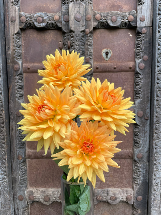 Dahlia Noordwijkse glorie