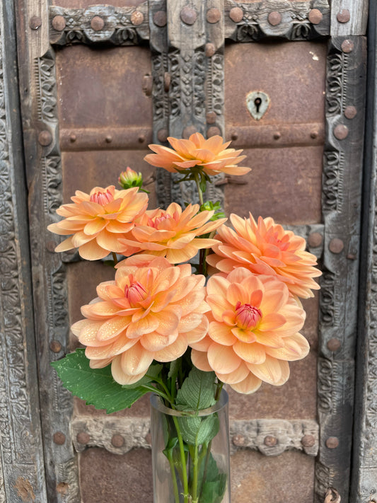 Dahlia Yelno Harmony