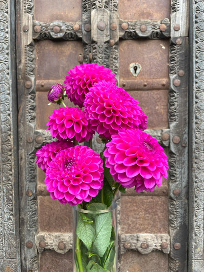 Dahlia Cryfield harmony