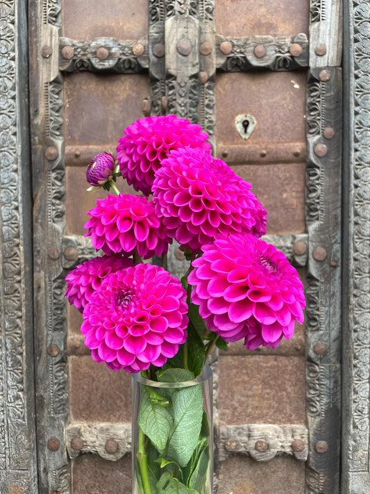 Dahlia Cryfield harmony