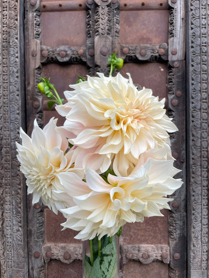 Dahlia café au lait