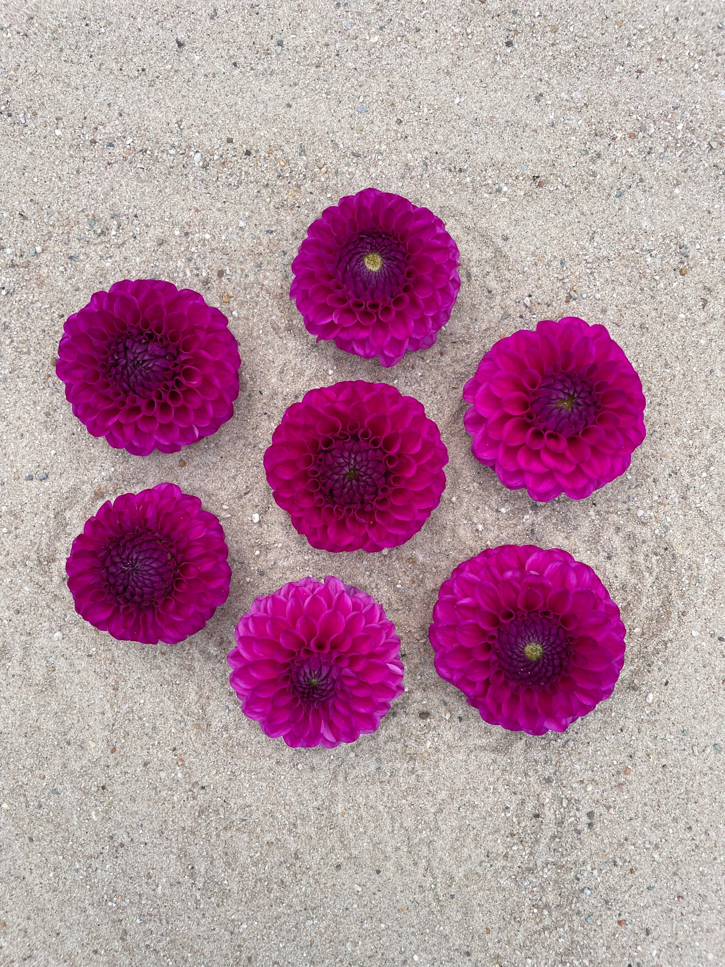 Dahlia Cryfield harmony