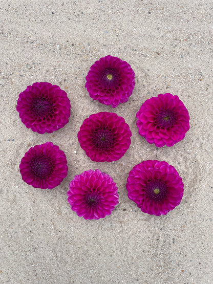 Dahlia Cryfield harmony