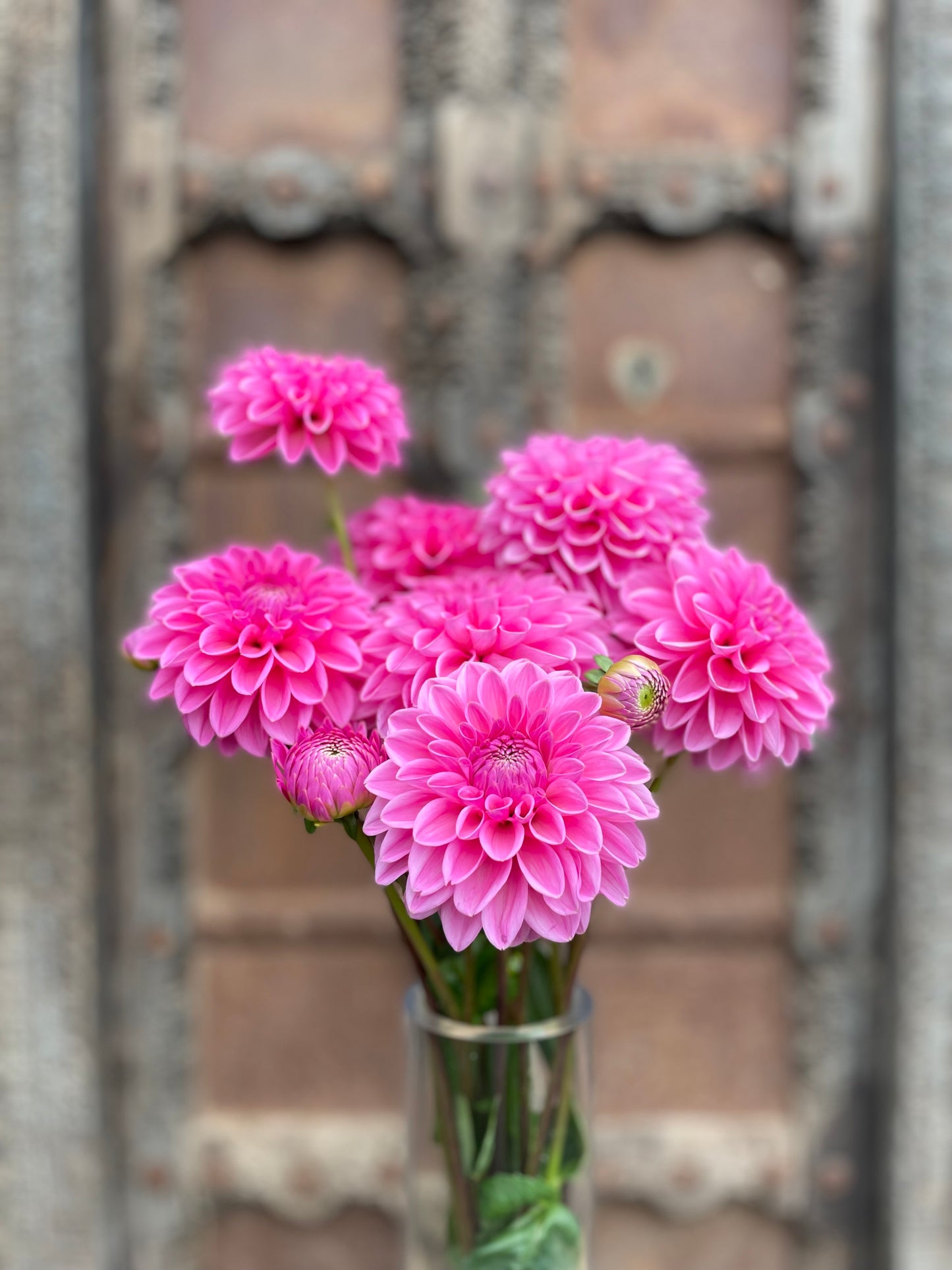 Dahlia Pink Sylvia