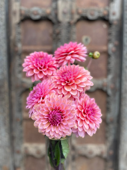 Dahlia Sweet Sanne