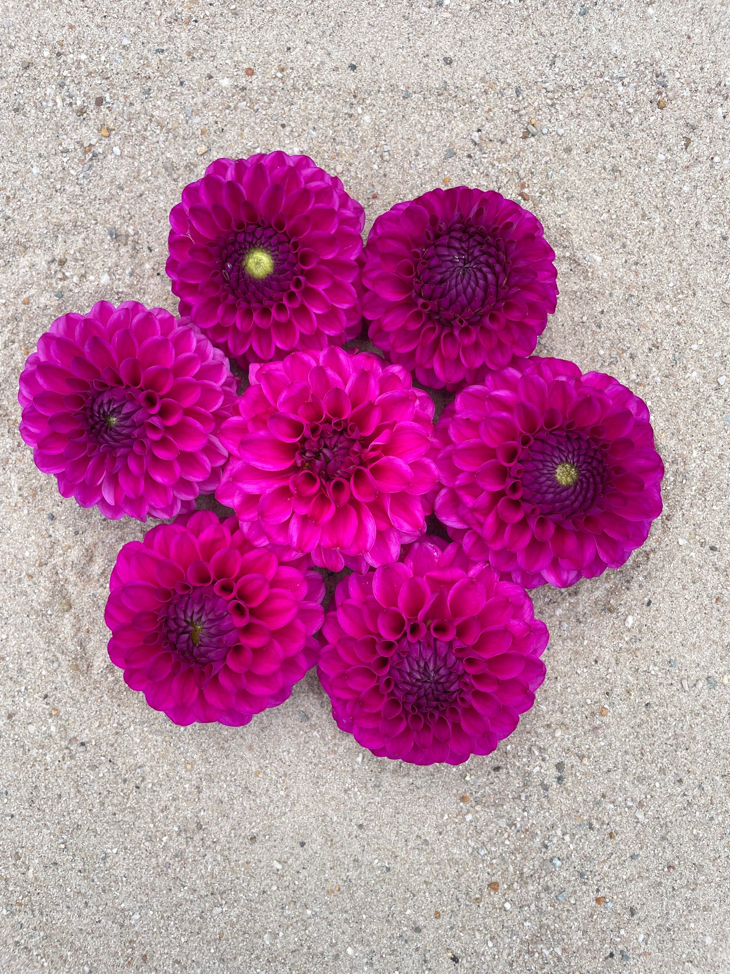 Dahlia Cryfield harmony