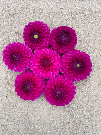 Dahlia Cryfield harmony