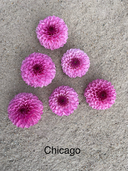 Dahlia Chicago