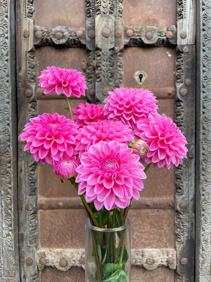 Dahlia Pink Sylvia
