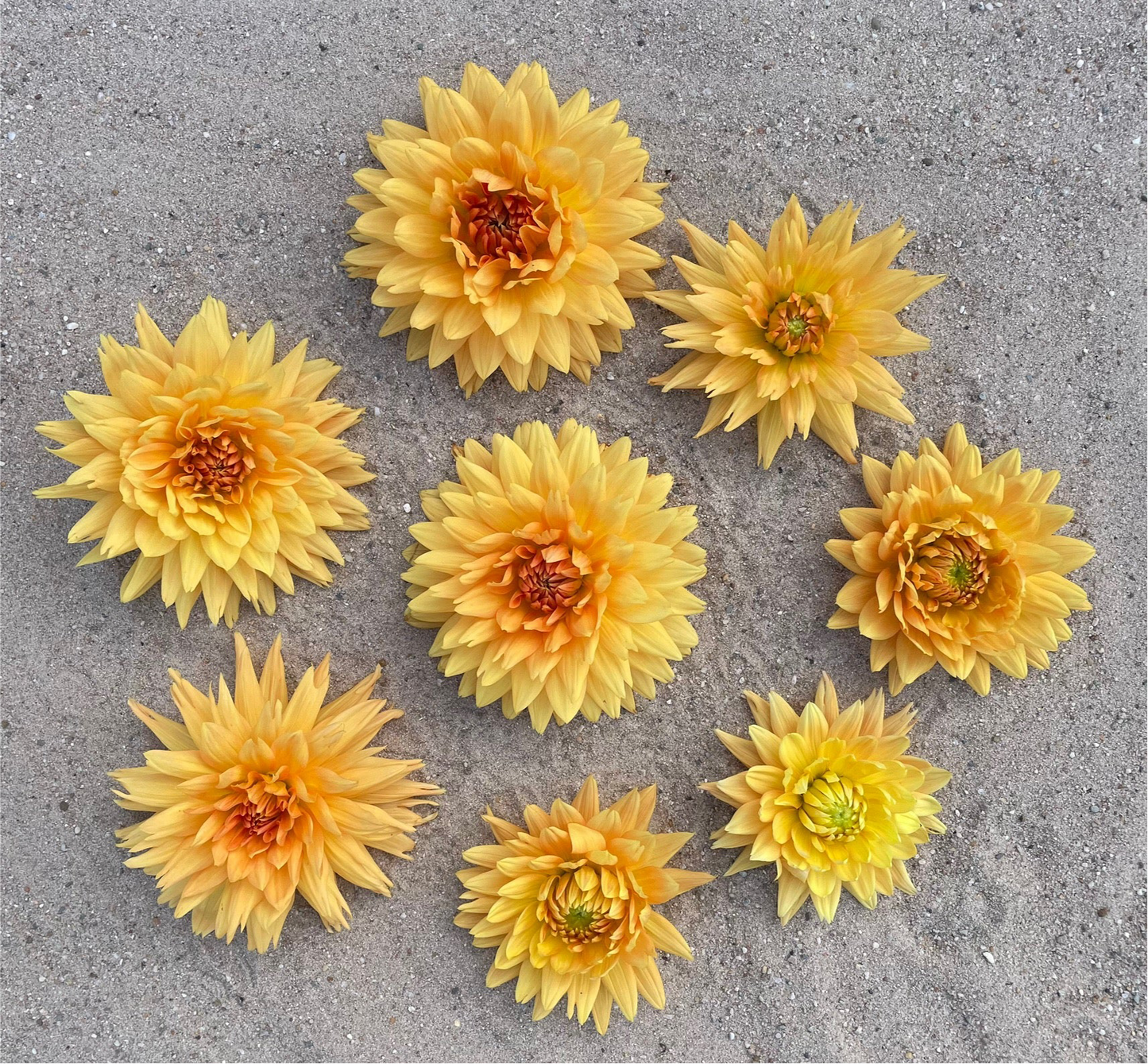 Dahlia Noordwijkse glorie