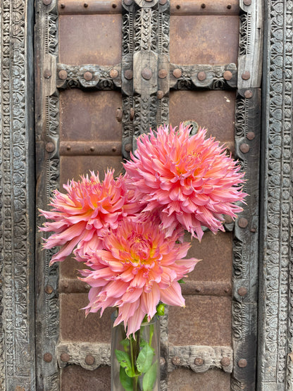 Dahlia Omega cactus