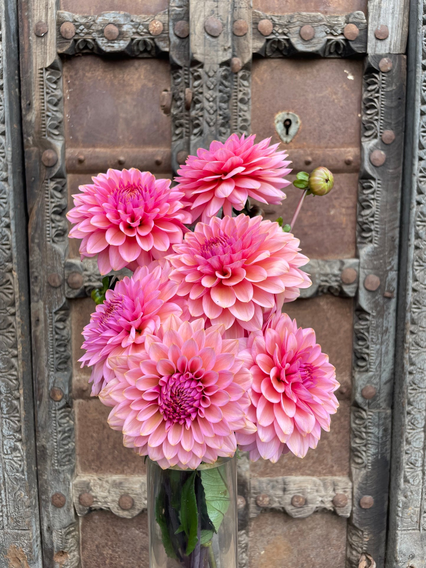 Dahlia Sweet Sanne