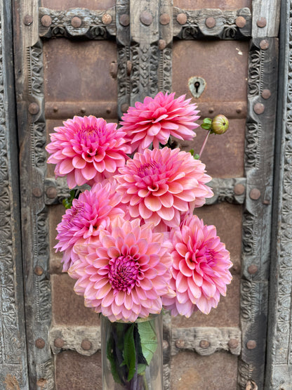 Dahlia Sweet Sanne
