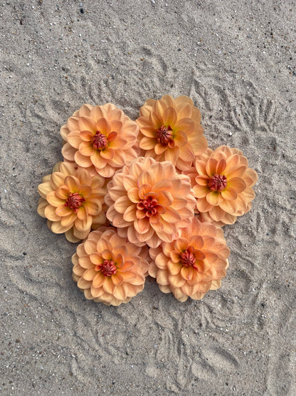 Dahlia Yelno Harmony